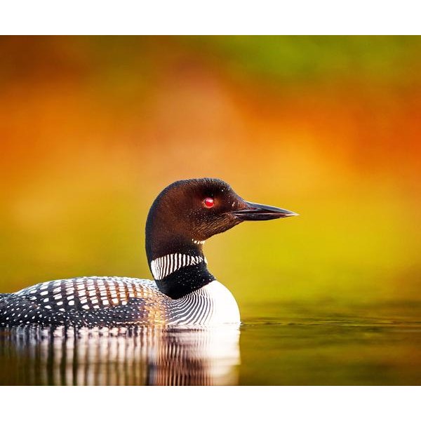Loon Duck - DIY Diamond  Painting