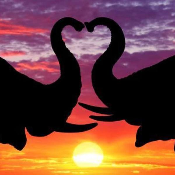 Couple Elephant - DIY Diamond Painting