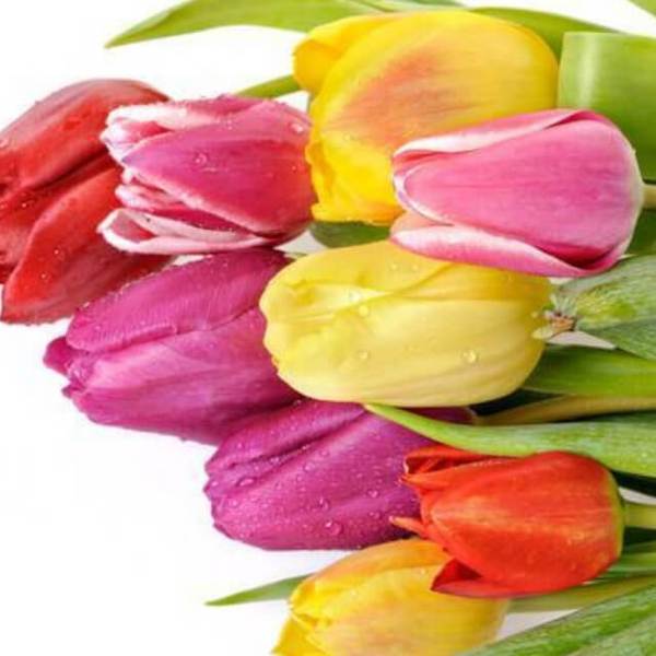 Colorful Tulips - DIY Diamond Painting