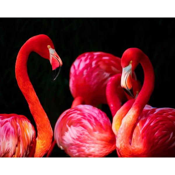 Flamingoes - DIY Diamond Painting