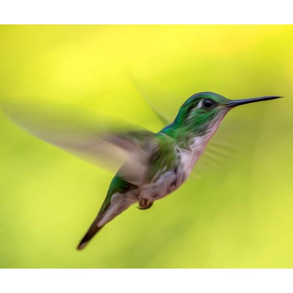 Flying Hummingbird - DIY Diamond Painting