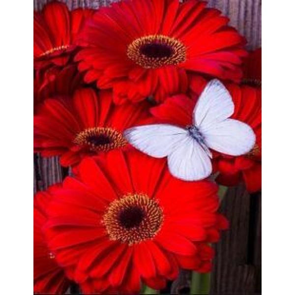 Red Daisy - DIY Diamond Painting