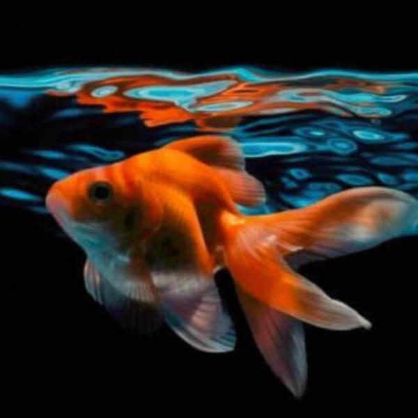 Goldfish - DIY Diamond Painting