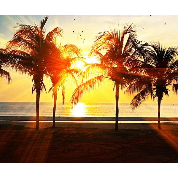 Palm Tree - DIY Diamond  Painting