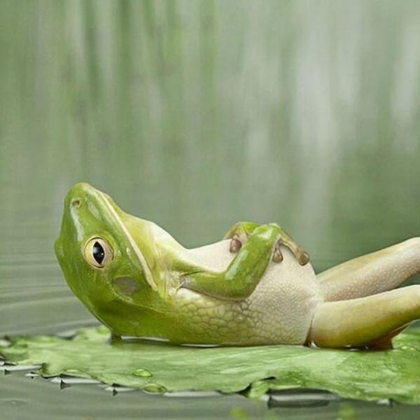 Sleeping Frog - DIY Diamond Painting