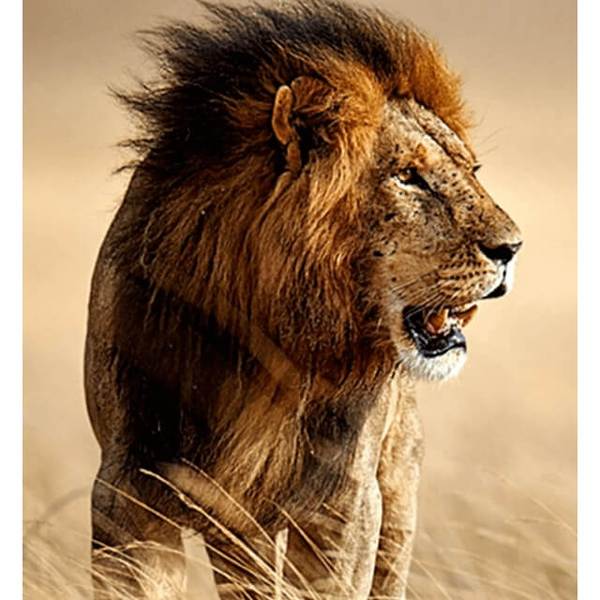 Strolling Lion - DIY Diamond Painting