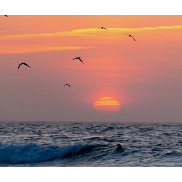 Sunset with the Birds - DIY Diamond Painting