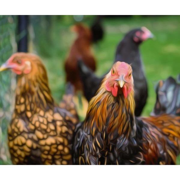 Pack of Chickens - DIY Diamond Painting