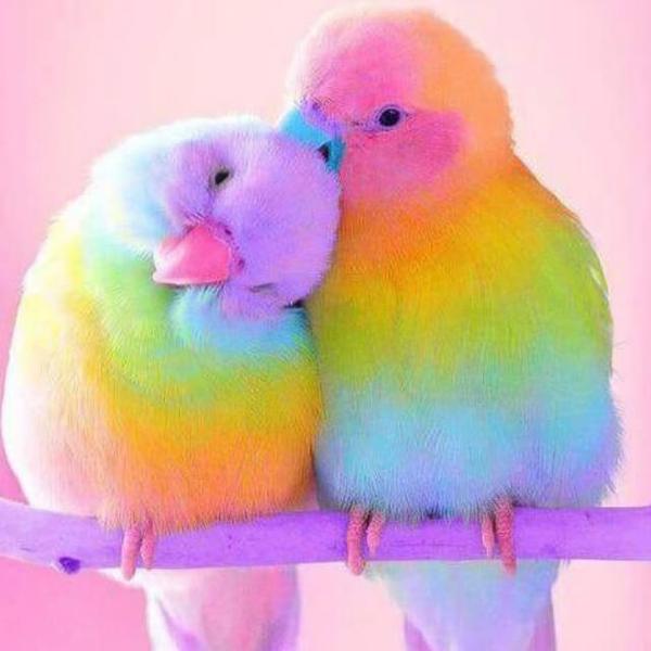Rainbow Bird - DIY Diamond  Painting