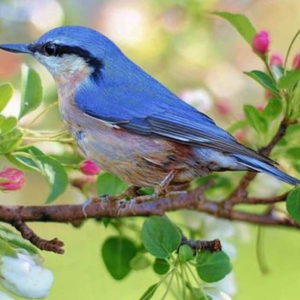 Blue Bird - DIY Diamond Painting