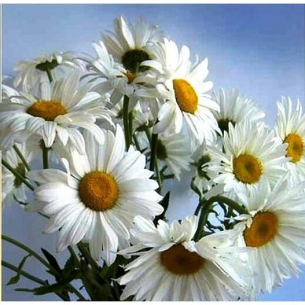 Blooming Daisy - DIY Diamond Painting