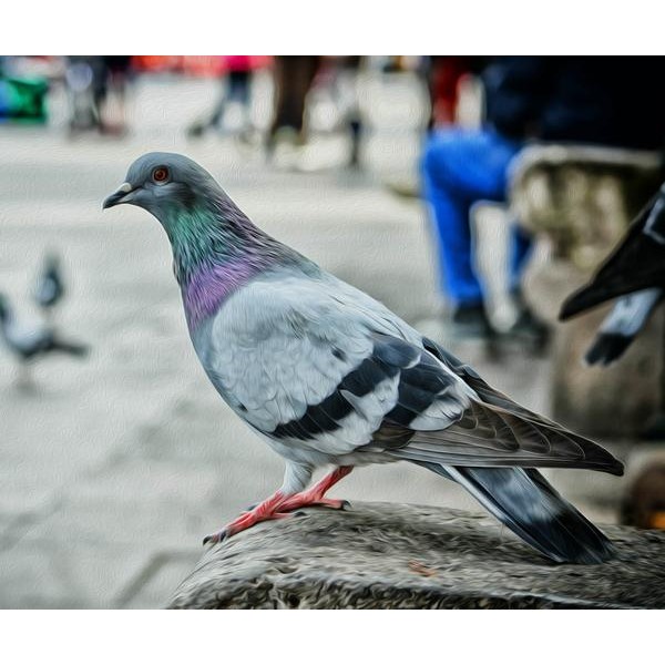 Pigeon - DIY Diamond Painting