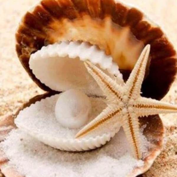 Seashell and Starfish - DIY Diamond  Painting