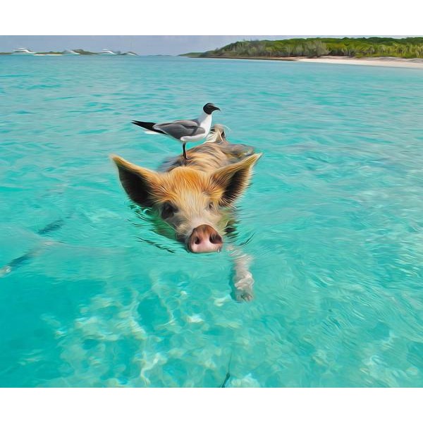 Swimming Pig - DIY Diamond Painting