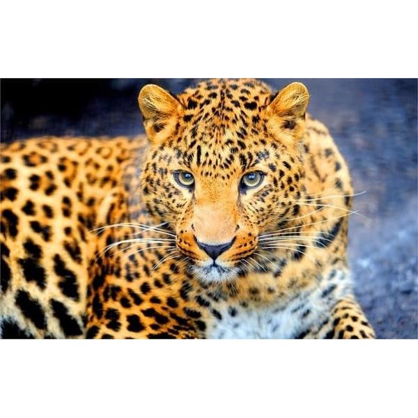 Observing Leopard - DIY Diamond Painting
