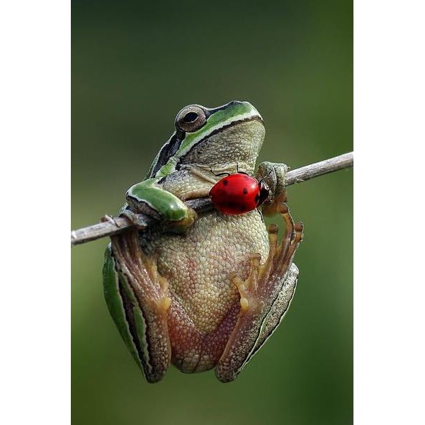 Frog and a Lady Bug - DIY Diamond Painting