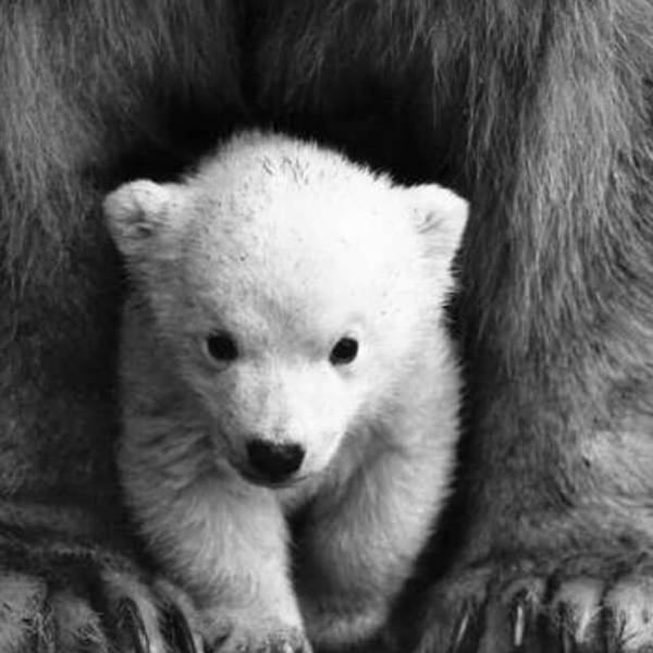 Baby Polar Bear - DIY Diamond Painting