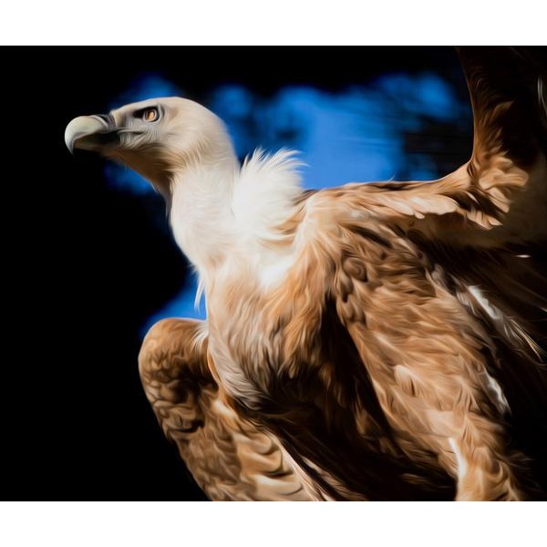 Vulture - DIY Diamond Painting