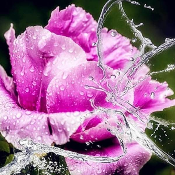 Water Splashed in Rose - DIY Diamond Painting