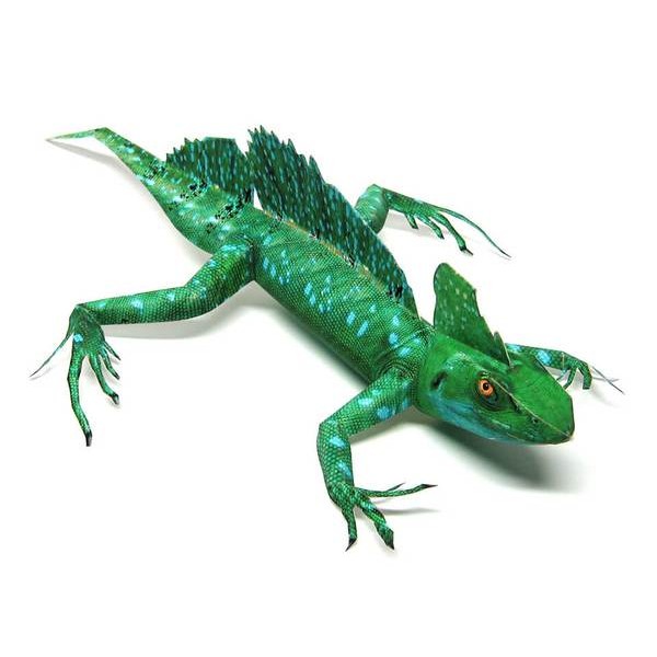 Basiliscus Lizard DIY 3D Origami