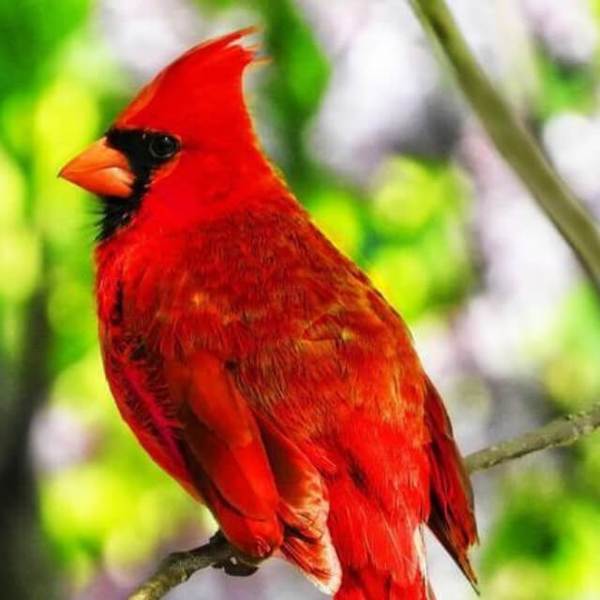 Red Cardinal Bird #2 - DIY Diamond Painting