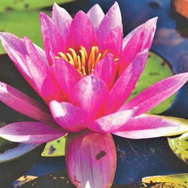 Water Lily - DIY Diamond Painting