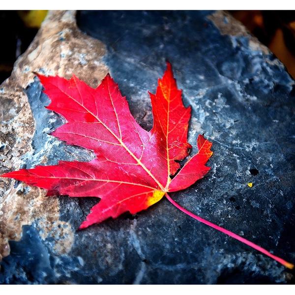 Maple Leaf - DIY Diamond Painting