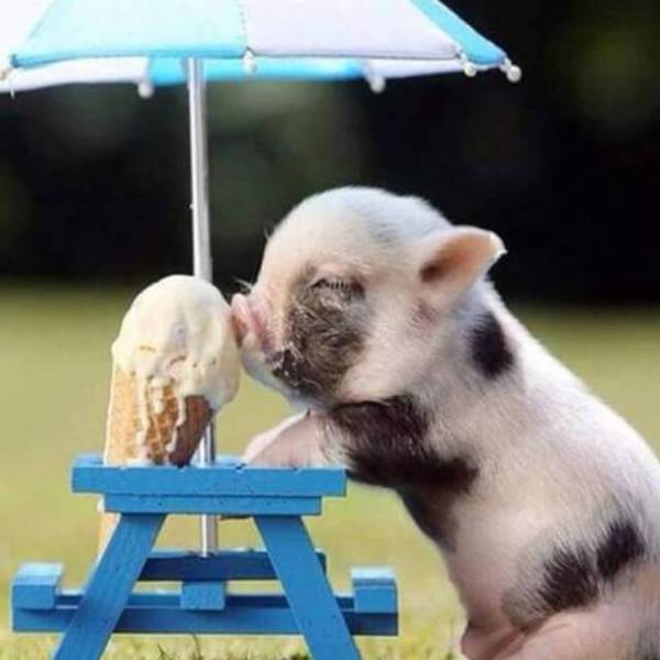 Pig in Summer - DIY Diamond Painting