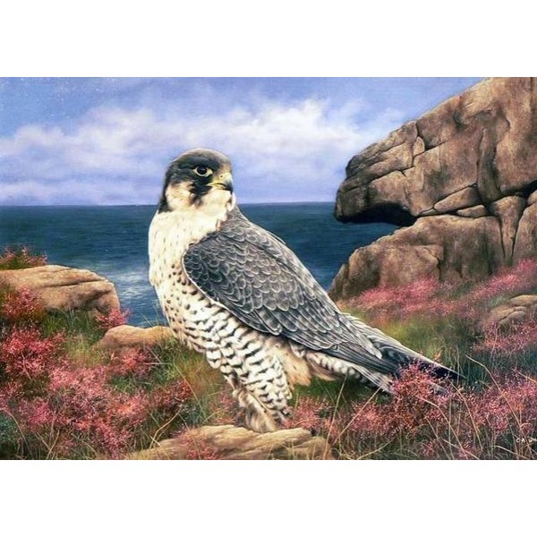 Hawk - DIY Diamond Painting