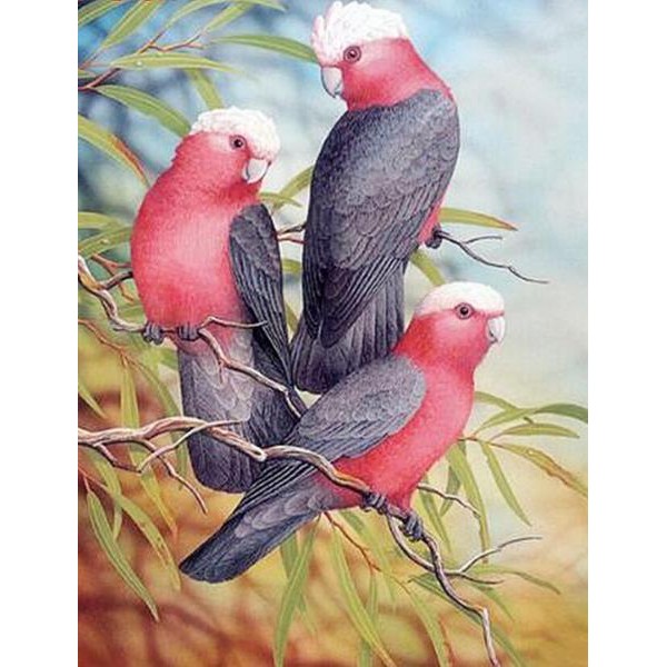 Three Lovely Galah Bird - DIY Diamond Painting