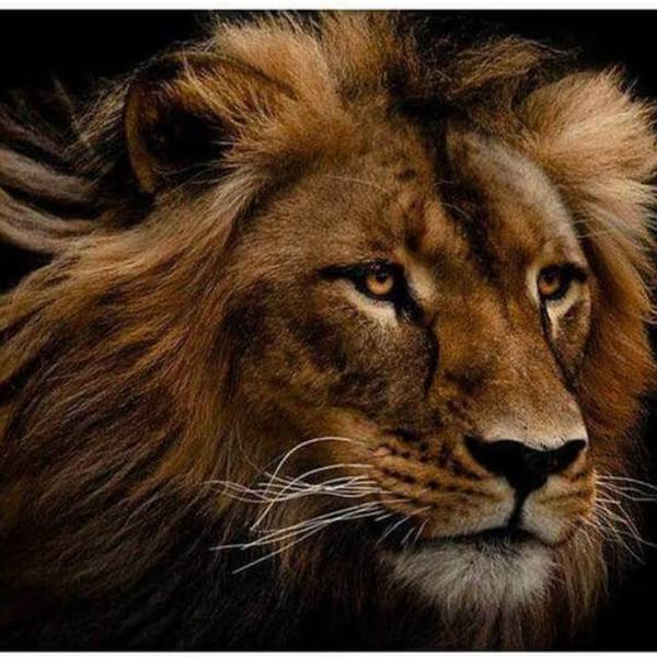 Tough Lion - DIY Diamond Painting