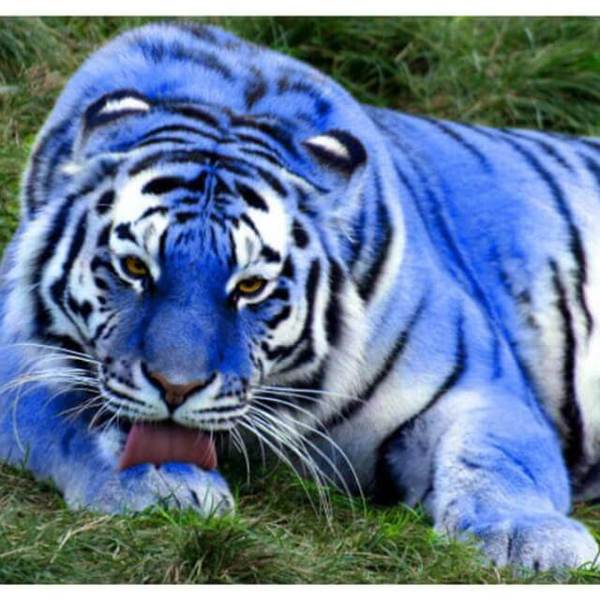 White Tiger - DIY Diamond  Painting