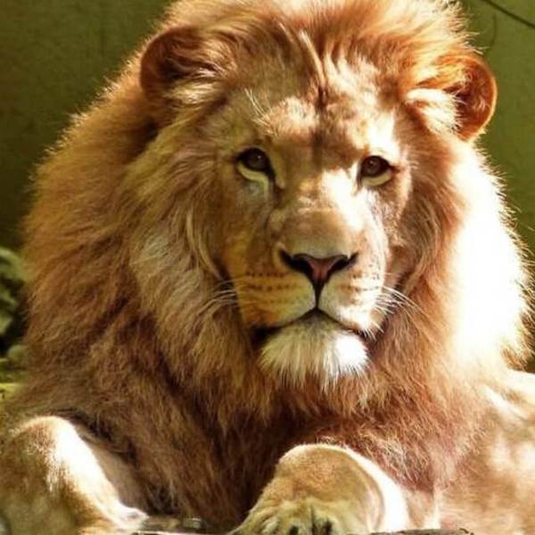 Wild Lion - DIY Diamond Painting