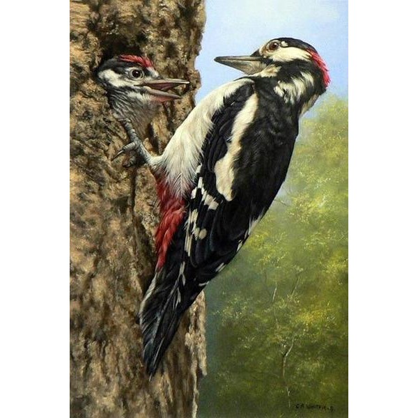 Woodpecker - DIY Diamond Painting