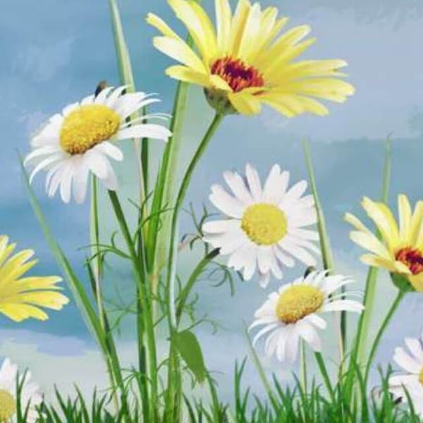 Yellow and White Daisy - DIY Diamond Painting
