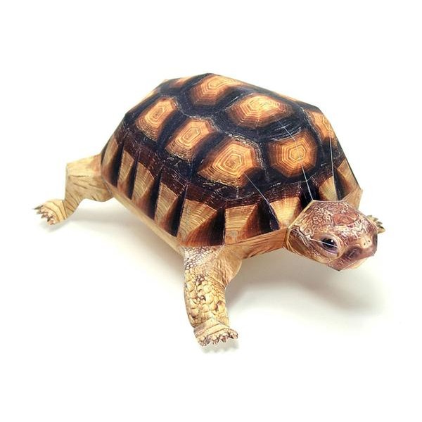 Angulate Bowsprit Tortoise DIY 3D Origami