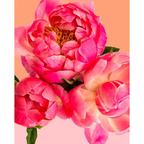 Pink Flower - DIY Painting By Numbers