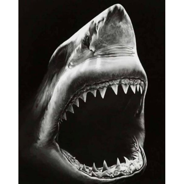 Great Shark - DIY Painting By Numbers
