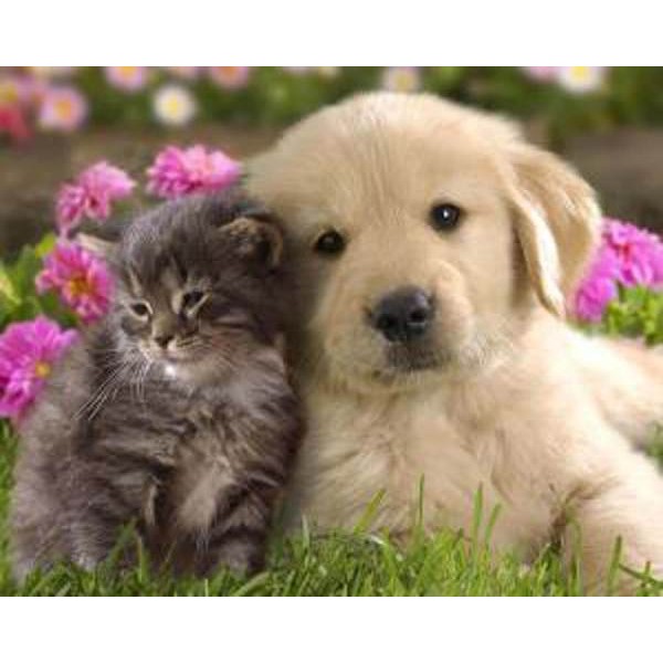 Best Buddy - DIY Painting By Numbers