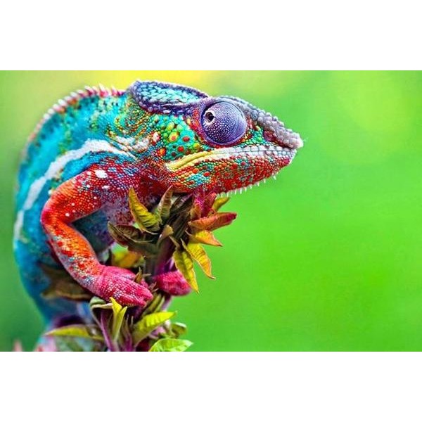 Colorful Chameleon  - DIY Diamond Painting