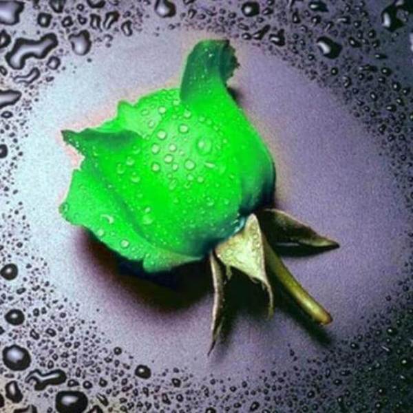 Green Rose - DIY Diamond Painting
