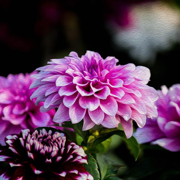 Purple Dahlia - DIY Diamond Painting