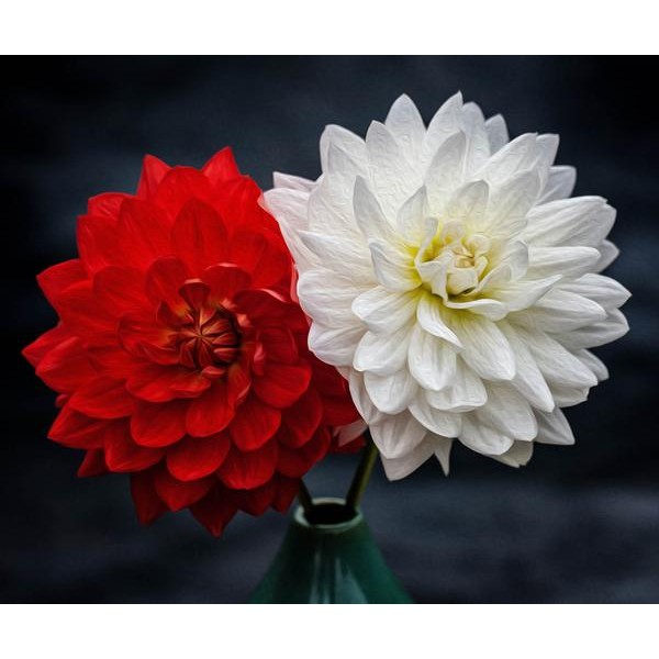 Red and White Dahlia - DIY Diamond Painting