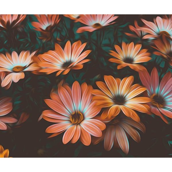 Osteospermumy - DIY Diamond Painting