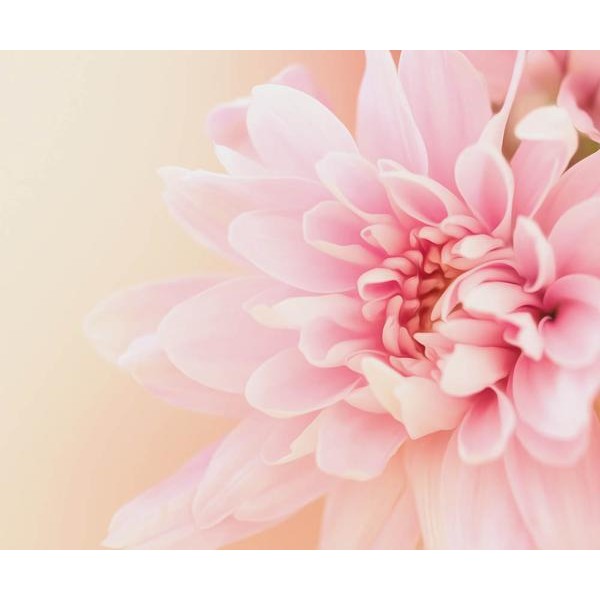 Pink Carnation Flower - DIY Diamond Painting