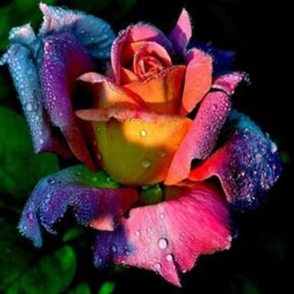 Rainbow Rose - DIY Diamond Painting