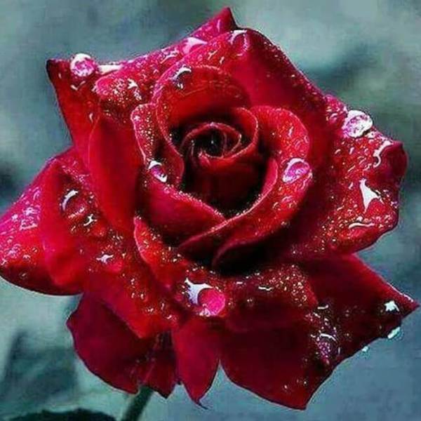 Rose Water Drops - DIY Diamond Painting