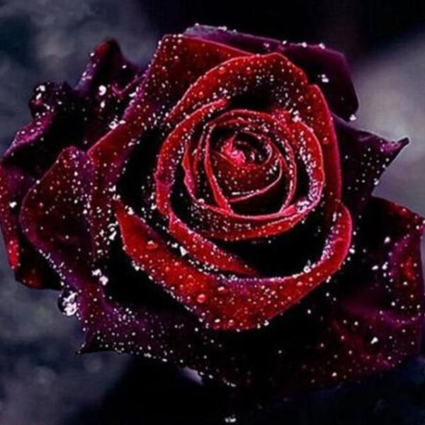 Bloody Red Rose - DIY Diamond Painting