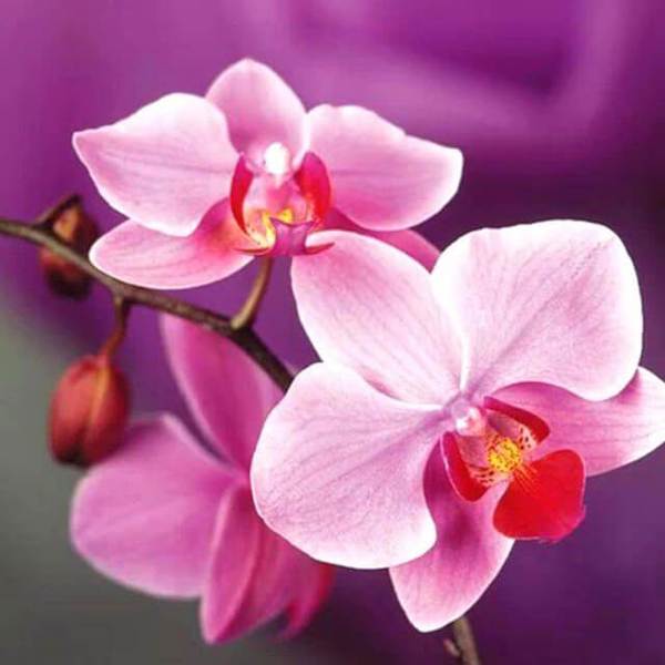 Pink Orchid Flower - DIY Diamond Painting