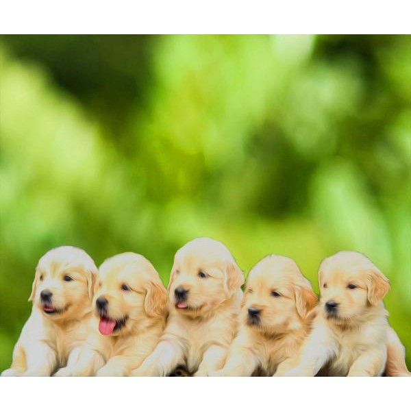 Cute Little Labradors - DIY Diamond Painting